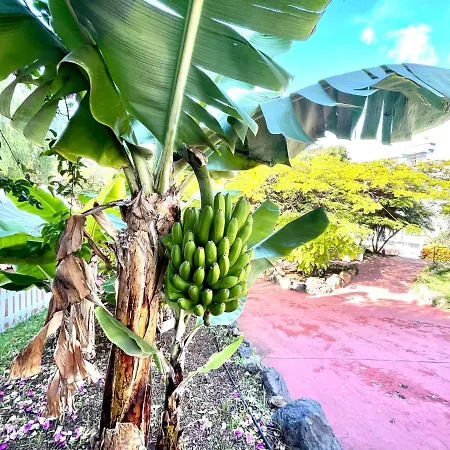 Estudio Superior, Wifi, Pool, Tropical Jardin En Puero De La Cruz